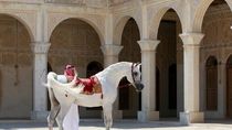 Foto: Hotel Mewah di Qatar... Tapi Untuk Kuda Foto: Hotel Mewah di Qatar... Tapi Untuk Kuda