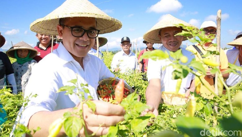 Pakai Manajemen Tanam, Petani Cabai Banyuwangi Untung Besar Pakai Manajemen Tanam, Petani Cabai Banyuwangi Untung Besar