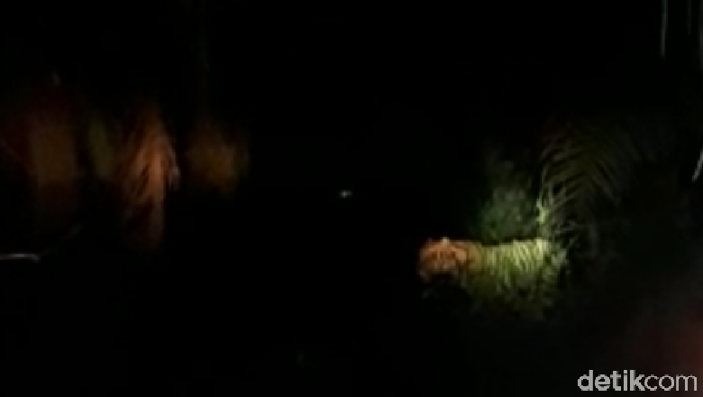 Lacak Lokasi Harimau Bonita, Tim Umpankan Kambing Lacak Lokasi Harimau Bonita, Tim Umpankan Kambing