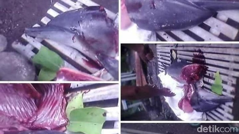 Pelaku Sembelih Bangkai Lumba-lumba untuk Obat Pelaku Sembelih Bangkai Lumba-lumba untuk Obat