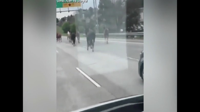 Kacau! Kawanan Kuda Masuk Jalan Tol dan Bikin Heboh Kacau! Kawanan Kuda Masuk Jalan Tol dan Bikin Heboh