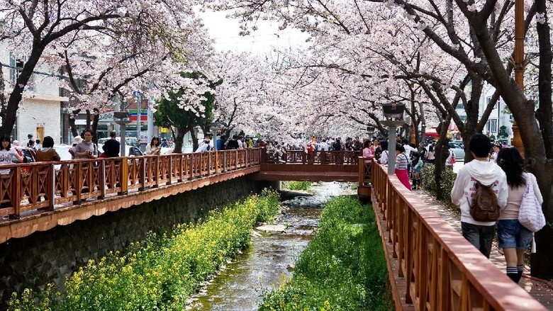 Foto: Sakura bermekaran di Jinhae, Changwon, Korea Selatan (dok KTO) Foto: Sakura bermekaran di Jinhae, Changwon, Korea Selatan (dok KTO)