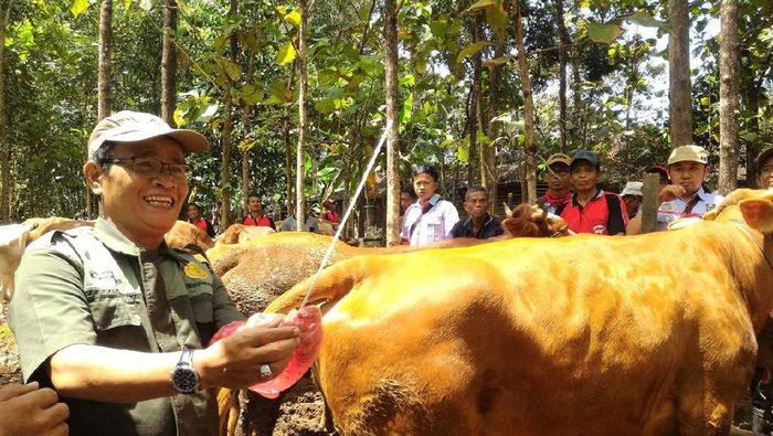 Foto: Ragil Ajiyanto/detikcom Foto: Ragil Ajiyanto/detikcom