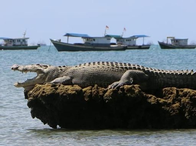 Hoam... Buaya Ini Berjemur dengan Santainya di Ujung Kulon Hoam... Buaya Ini Berjemur dengan Santainya di Ujung Kulon
