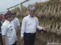 Kementan Siapkan Rp 1 Triliun Sebar 1.000 Alat Pengering Padi Kementan Siapkan Rp 1 Triliun Sebar 1.000 Alat Pengering Padi
