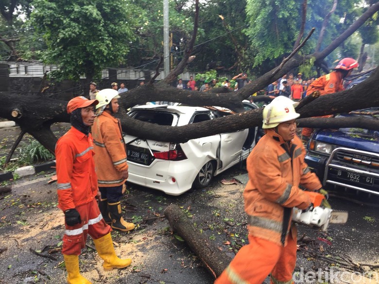 Pohon Tumbang yang Timpa Mobil di Jatinegara Dipotong, Lalin Macet Pohon Tumbang yang Timpa Mobil di Jatinegara Dipotong, Lalin Macet