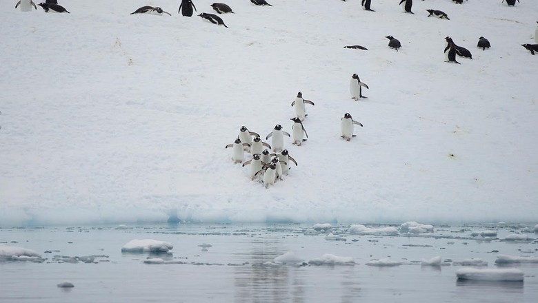 Penguin di Antartika (Alexandre Meneghini/Reuters) Penguin di Antartika (Alexandre Meneghini/Reuters)