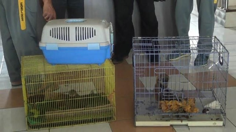 Terbongkar! Perdagangan Satwa Dilindungi Lewat FB di Probolinggo Terbongkar! Perdagangan Satwa Dilindungi Lewat FB di Probolinggo