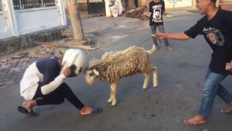 Kocak, Adu Tanduk Remaja Pria dengan Kambing, Siapa Menang? Kocak, Adu Tanduk Remaja Pria dengan Kambing, Siapa Menang?