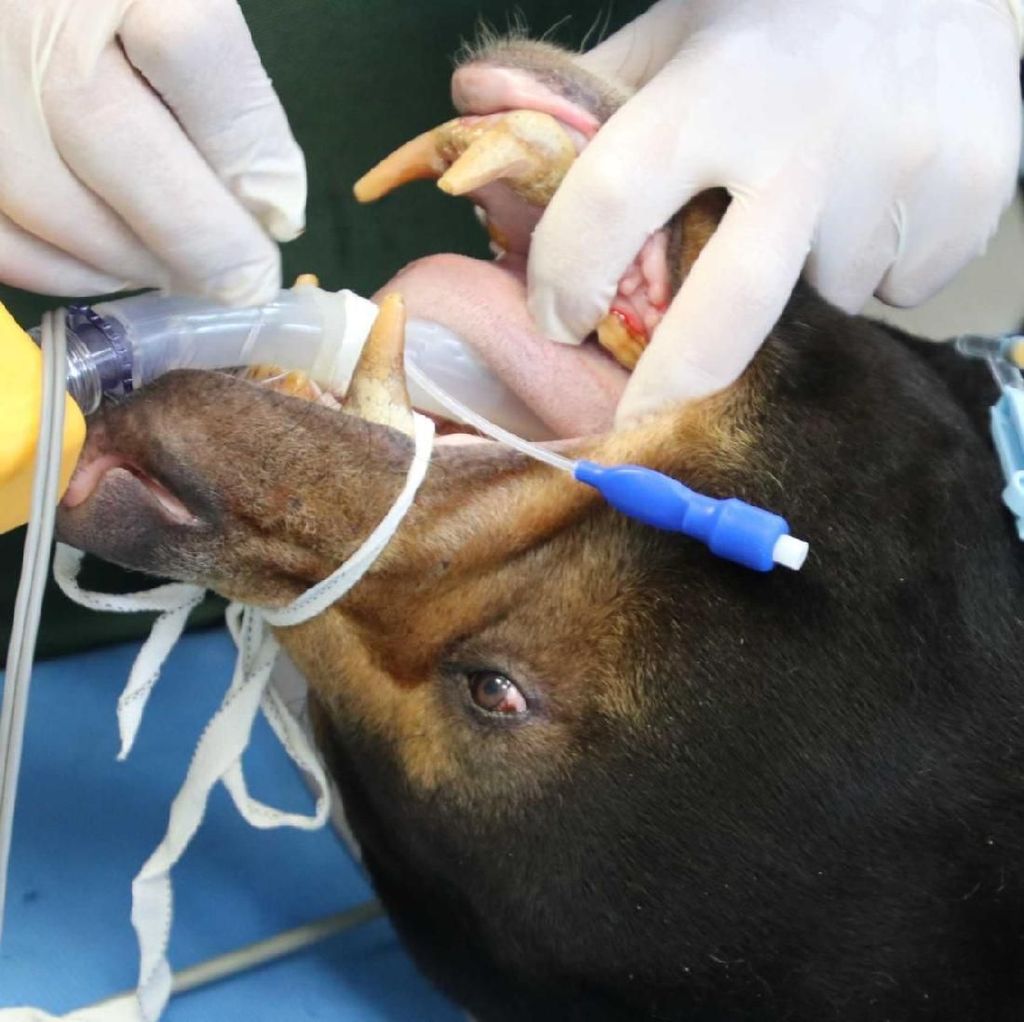 Beruang di Perth Zoo Jalani Pemeriksaan Gigi Beruang di Perth Zoo Jalani Pemeriksaan Gigi