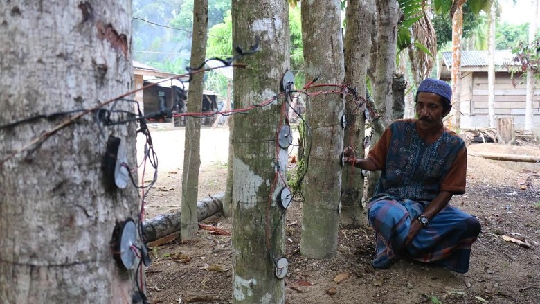 Dulu Bikin Heboh, Listrik Pohon Kedondong Kini Tinggal Cerita Dulu Bikin Heboh, Listrik Pohon Kedondong Kini Tinggal Cerita