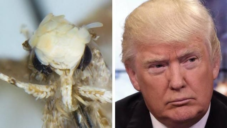 Rambut Keemasan, Ngengat Ini Diberi Nama Donald Trump detikNews Punya Rambut Keemasan, Ngengat Ini Diberi Nama Donald Trump