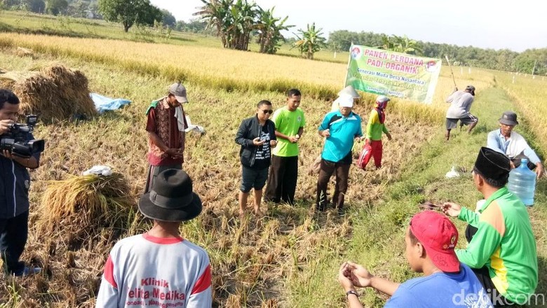 Sempat Dicemooh, Padi Organik Karya Pemuda Tani Sukses Panen Perdana Sempat Dicemooh, Padi Organik Karya Pemuda Tani Sukses Panen Perdana