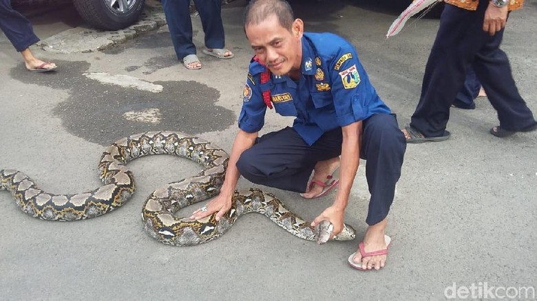 Ini Firman, Petugas Damkar Penakluk Ular Ibu Kota Ini Firman, Petugas Damkar Penakluk Ular Ibu Kota