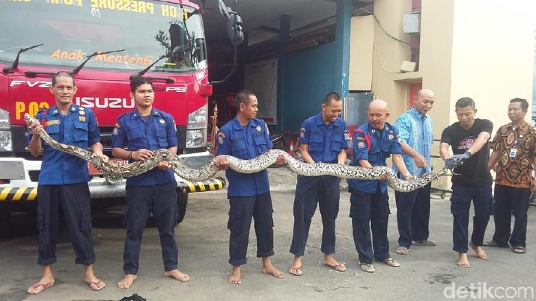 Kualitas Kali di DKI Membaik Jadi Penyebab Banyak Ular Bermunculan Kualitas Kali di DKI Membaik Jadi Penyebab Banyak Ular Bermunculan