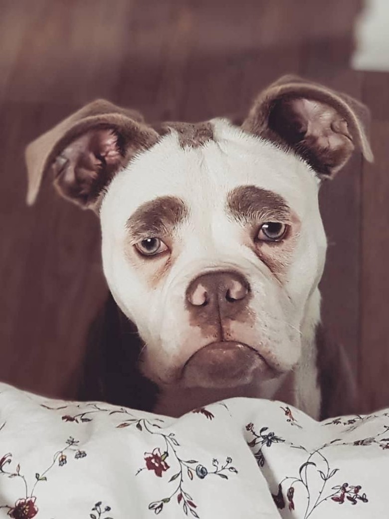 Foto Kenalkan Ini Madame Eyebrows Si Anjing Yang Bermuka Sedih