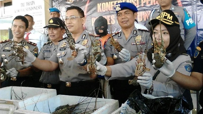 Jual Lobster di Bawah Ukuran, Pengusaha Ikan di Banyuwangi Diciduk Jual Lobster di Bawah Ukuran, Pengusaha Ikan di Banyuwangi Diciduk