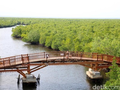 Ini Hutan Mangrove Kekinian di Aceh Ini Hutan Mangrove Kekinian di Aceh