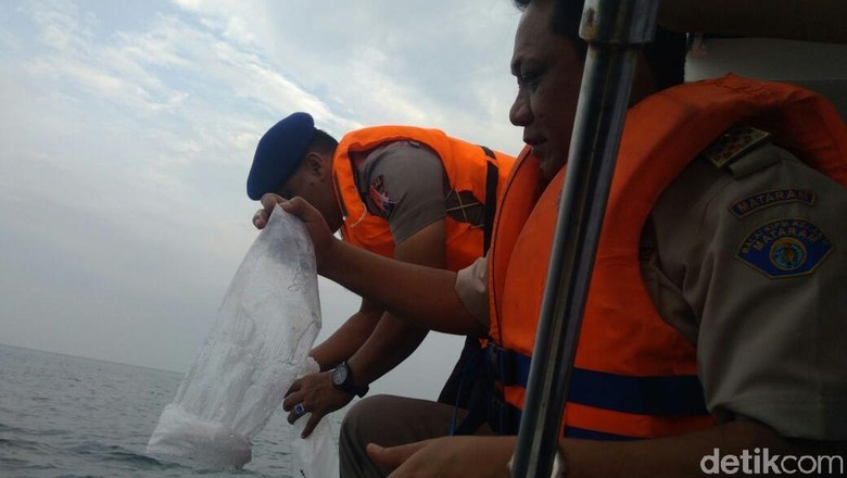 Setelah Diselamatkan, 34.208 Baby Lobster Dilepasliarkan Setelah Diselamatkan, 34.208 Baby Lobster Dilepasliarkan