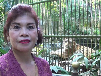 Sosok Kartini Pemberi Makan Binatang Buas di Bali Sosok Kartini Pemberi Makan Binatang Buas di Bali