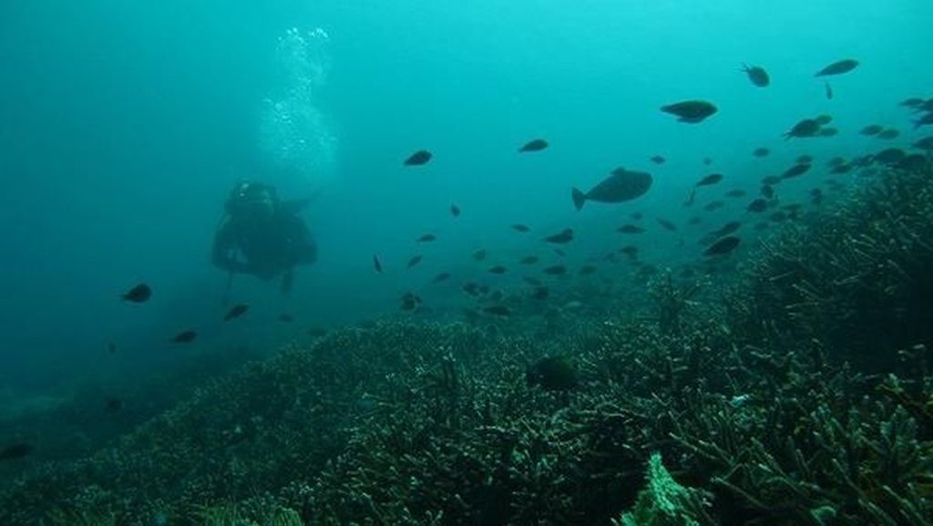 Media Inggris Soroti Negatif Dunia Bawah Laut Pulau Komodo Media Inggris Soroti Negatif Dunia Bawah Laut Pulau Komodo