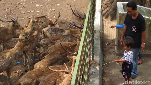 Wisata dan Lihat Rusa di Hutan Maliran Yuk! Wisata dan Lihat Rusa di Hutan Maliran Yuk!