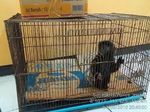 Ingin Untung, Penjual Lutung Ini Malah Buntung