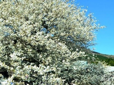 Hakone, Tempat Ciamik untuk Melihat Bunga Sakura di Jepang Hakone, Tempat Ciamik untuk Melihat Bunga Sakura di Jepang