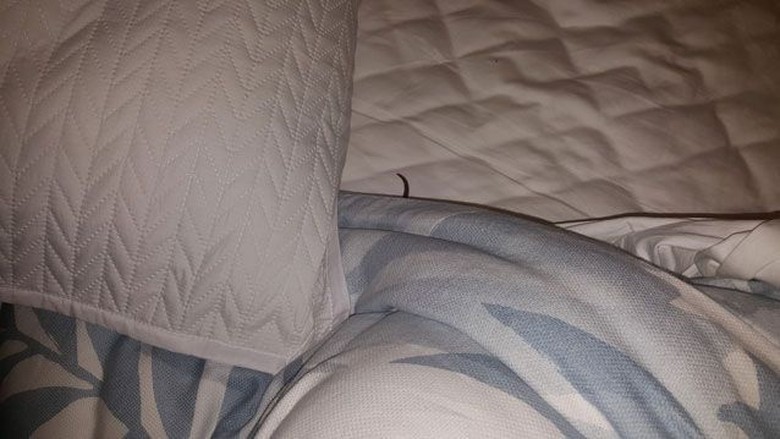 Hiii... Bangun Tidur, Remaja ini Dikagetkan Piton di Kasur Hiii... Bangun Tidur, Remaja ini Dikagetkan Piton di Kasur