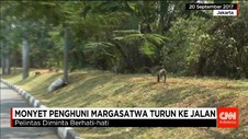 Monyet Margasatwa Mencari Makan di Pemukiman