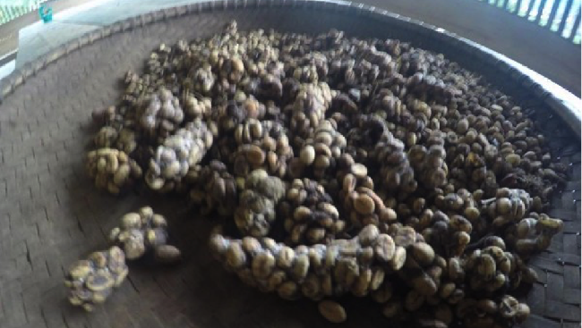 Ke Taman Ayu, Menpar Cicipi Kopi Luwak