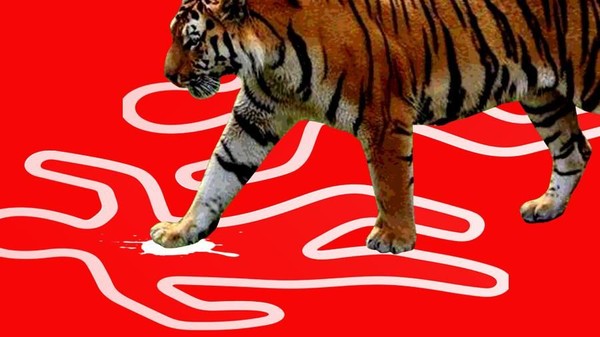 Harimau Bonita Bunuh 2 Manusia Harimau Bonita Bunuh 2 Manusia