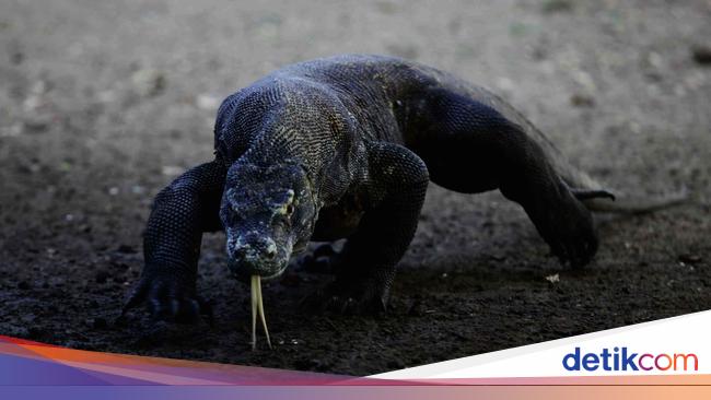 Ratusan Vila Bakal Dibangun Investor di Pulau Padar, Bagaimana Nasib Komodo?