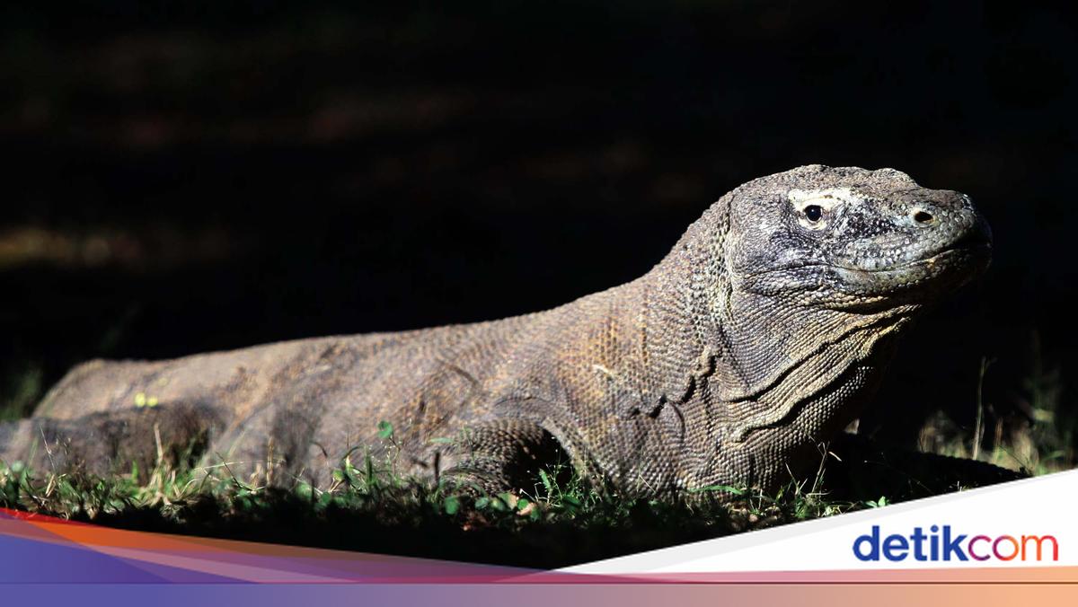 Ilmuwan Teriak, Jumlah Komodo di Dunia Tinggal 3.300 Ekor!