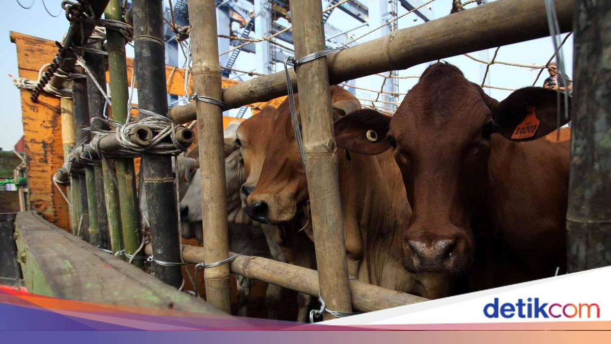 Impor Sapi Hidup Tak Lagi Dibatasi