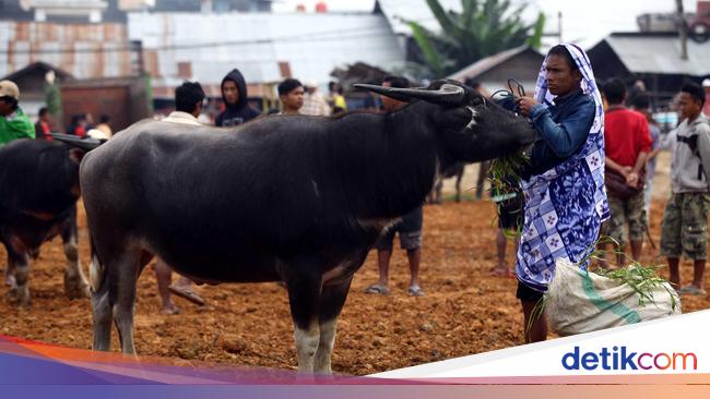 Bulog Daging Kerbau Dipakai Untuk Bahan Baku Bakso Dan Sosis