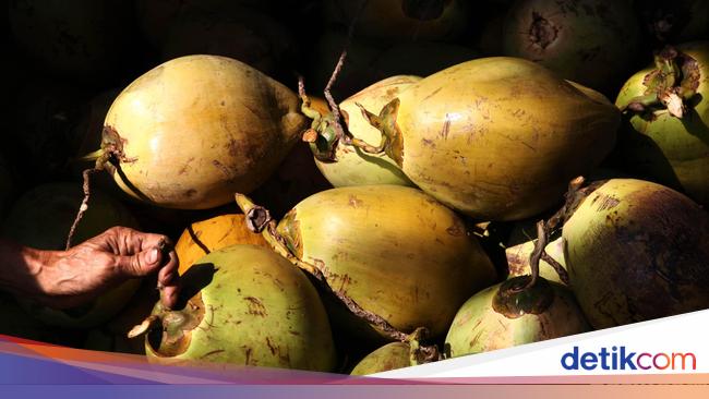Luas Kebun Kelapa RI Diperkirakan Bertambah, Pangsa Pasarnya China-Malaysia