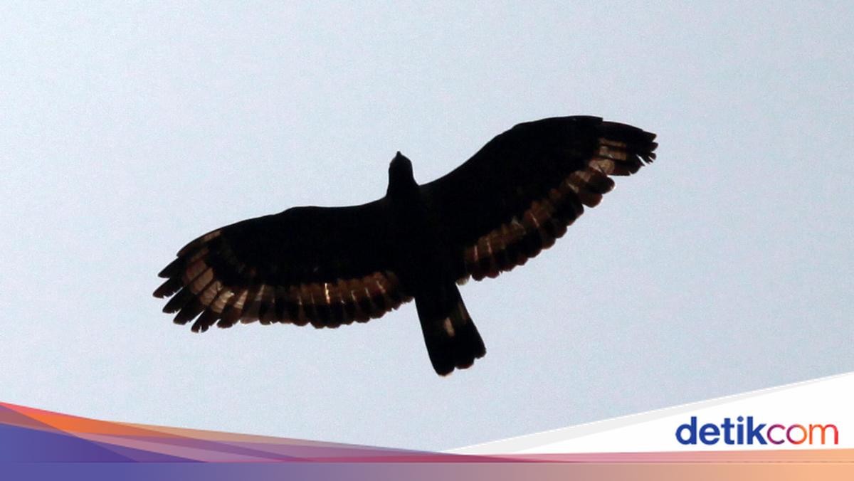 Api Daduli Lagu Manuk Dadali, Lirik Lengkap dan Artinya