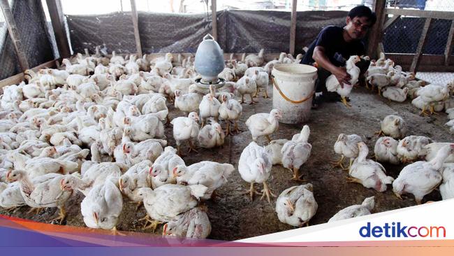 Pengusaha Dikasih Pakan Dari Gandum Warna Ayam Jadi Pucat