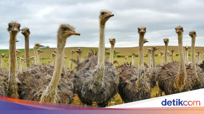 Burung burung apa yang bisa terbang