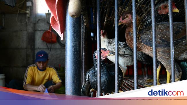 Wah Beternak Ayam Bisa Bantu Usir Nyamuk Pembawa Virus Malaria