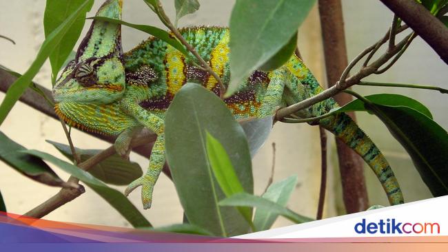 Warna tubuh belalang yang mirip dengan daun merupakan cara adaptasi untuk menghindari pemangsa nya y