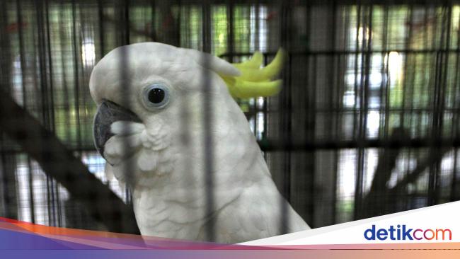 Polisi Hutan Dan Warga Lokal Jadi Garda Terdepan Jaga Kelestarian Alam
