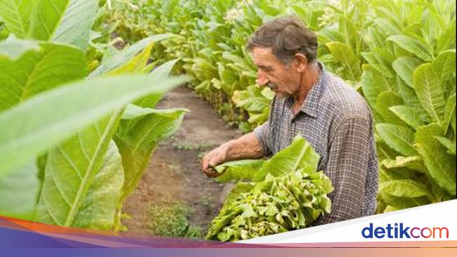 Aturan Tembakau Bakal Diperketat, Buruh-Pedagang Akan Diajak Bicara