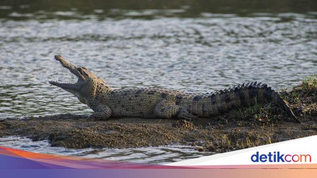 Buaya Seperti Di Bangka Bisa Makan Orang