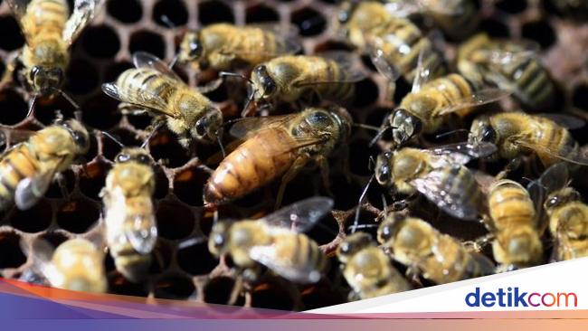 Populasi Lebah Menurun Manusia Bisa Terancam Malnutrisi