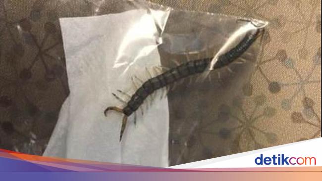 Bangun Bangun Kesakitan Remaja Ini Keluarkan Kelabang Dari Telinga Bangun Bangun Kesakitan Remaja Ini Keluarkan Kelabang Dari Telinga