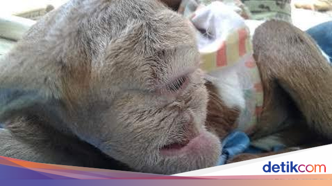 Heboh Kambing Mata Satu di Banten Warga Sebut Kambing Dajjal 