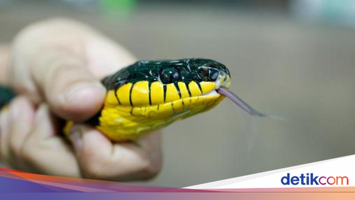 Membunuh Ular Pertanda Baik atau Buruk? Ini 13 Arti Mimpi Tersebut