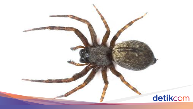 Gigitan Laba laba Beracun Membuat Penis Pria Ini Bengkak Gigitan Laba laba Beracun Membuat Penis Pria Ini Bengkak